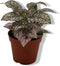Decoratief Beeld - Kamerplant Hypoestes - Kunststof - Warentuin Natuurlijk - Groen