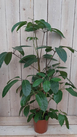 Decoratief Beeld - Kamerplant Schefflera Amate - Kunststof - Warentuin Natuurlijk - Groen