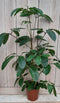 Decoratief Beeld - Kamerplant Schefflera Amate - Kunststof - Warentuin Natuurlijk - Groen