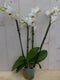 Decoratief Beeld - Kamerplant Vlinderorchidee Phalaenopsis Takken - Kunststof - Warentuin Natuurlijk - Groen
