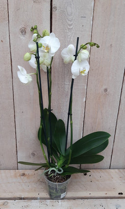 Decoratief Beeld - Kamerplant Vlinderorchidee Phalaenopsis Takken - Kunststof - Warentuin Natuurlijk - Wit