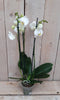 Decoratief Beeld - Kamerplant Vlinderorchidee Phalaenopsis Takken - Kunststof - Warentuin Natuurlijk - Wit