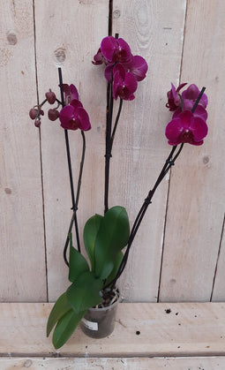 Decoratief Beeld - Kamerplant Vlinderorchidee Phalaenopsis Takken - Kunststof - Warentuin Natuurlijk - Groen