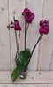 Decoratief Beeld - Kamerplant Vlinderorchidee Phalaenopsis Takken - Kunststof - Warentuin Natuurlijk - Groen
