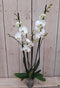 Decoratief Beeld - Kamerplant Vlinderorchidee Phalaenopsis Takken - Kunststof - Warentuin Natuurlijk - Groen