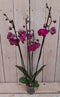 Decoratief Beeld - Kamerplant Vlinderorchidee Phalaenopsis Takken - Kunststof - Warentuin Natuurlijk - Groen