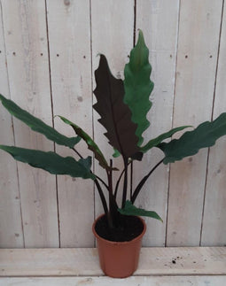 Decoratief Beeld - Kamerplant Zebrina Sarian - Kunststof - Warentuin Natuurlijk - Groen