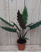 Decoratief Beeld - Kamerplant Zebrina Sarian - Kunststof - Warentuin Natuurlijk - Groen