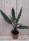 Decoratief Beeld - Kamerplant Zebrina Sarian - Kunststof - Warentuin Natuurlijk - Groen