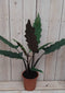 Decoratief Beeld - Kamerplant Zebrina Sarian - Kunststof - Warentuin Natuurlijk - Groen
