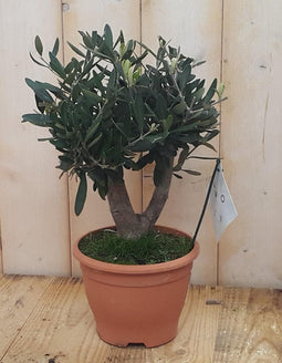 Decoratief Beeld - Olijfboom Olea Europaea - Kunststof - Warentuin Natuurlijk - Groen