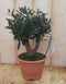 Decoratief Beeld - Olijfboom Olea Europaea - Kunststof - Warentuin Natuurlijk - Groen