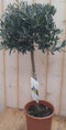 Decoratief Beeld - Olijfboom Olea - Kunststof - Warentuin Natuurlijk - Groen