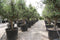 Decoratief Beeld - Olijfboom Olea - Kunststof - Warentuin Natuurlijk - Groen