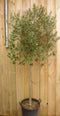 Decoratief Beeld - Olijfboom Olea Stamhoogte En Boomhoogte - Kunststof - Warentuin Natuurlijk - Groen