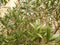 Decoratief Beeld - Olijfboom Olea Stamhoogte En Boomhoogte - Kunststof - Warentuin Natuurlijk - Groen