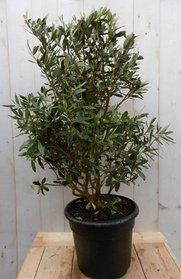 Decoratief Beeld - Olijfboom Olea Struik Europaea Stamhoogte En Hoogte - Kunststof - Warentuin Natuurlijk - Groen