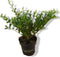 Decoratief Beeld - Stuks! Ilex Donkergroen Klein - Kunststof - Warentuin Natuurlijk - Groen