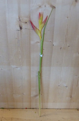 Decoratietak Paradijsvogel Strelitzia bloem