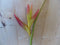 Decoratietak Paradijsvogel Strelitzia bloem
