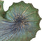 Decoratieve figuren Bruin Groen Schelp 30 x 12 x 30 cm