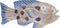 Decoratieve figuren DKD Home Decor 40 x 5 x 18 cm Natuurlijk Blauw Vis Mediterrane
