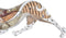 Decoratieve figuren DKD Home Decor Oranje Wit Luipaard Hars (37 x 10 x 13 cm)