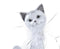 Decoratieve figuren DKD Home Decor Wit Hars Kat (9 x 9 x 24 cm)
