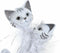 Decoratieve figuren DKD Home Decor Wit Hars Katten (15 x 10 x 29 cm)