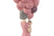Decoratieve figuren Home ESPRIT Roze Mauve chica 11 x 11,7 x 32 cm