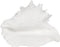 Decoratieve figuren Wit Schelp 21 x 19 x 13 cm