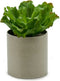 Decoratieve plant 20 x 25 x 20 cm (6 Stuks)