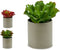 Decoratieve plant 20 x 25 x 20 cm (6 Stuks)