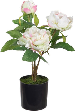 Decoratieve plant 24 x 20 x 38 cm Crème Pioenroos