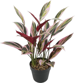 Decoratieve plant 43 x 40 x 55 cm Groen Paradijsvogel