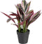 Decoratieve plant 44 x 39 x 48 cm Roze Groen PVC