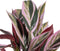 Decoratieve plant 44 x 39 x 48 cm Roze Groen PVC
