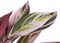 Decoratieve plant 44 x 39 x 48 cm Roze Groen PVC