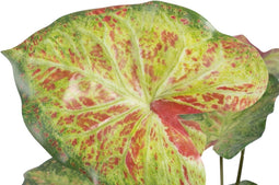 Decoratieve plant 48 x 46 x 55 cm Rood Groen PVC