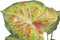 Decoratieve plant 48 x 46 x 55 cm Rood Groen PVC