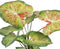 Decoratieve plant 48 x 46 x 55 cm Rood Groen PVC