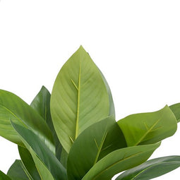 Decoratieve plant 50 x 45 x 48 cm Groen PVC