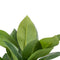 Decoratieve plant 50 x 45 x 48 cm Groen PVC