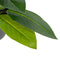 Decoratieve plant 50 x 45 x 48 cm Groen PVC