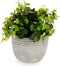 Decoratieve plant Blommor Plastic 20 x 20,5 x 20 cm (8 Stuks)