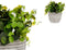 Decoratieve plant Blommor Plastic 20 x 20,5 x 20 cm (8 Stuks)