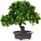 Decoratieve plant Bonsai Plastic 27 x 28 x 14 cm (8 Stuks)