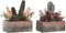Decoratieve plant DKD Home Decor 19 x 9 x 22 cm Roze Oranje Cactus EVA-rubber Polypropyleen (2 Stuks)