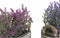 Decoratieve plant DKD Home Decor 30 x 12 x 21 cm Hout Lila Polyethyleen Fuchsia (2 Stuks)