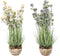 Decoratieve plant DKD Home Decor 30 x 30 x 78 cm Roze Metaal Lila Groen PVC (2 Stuks)